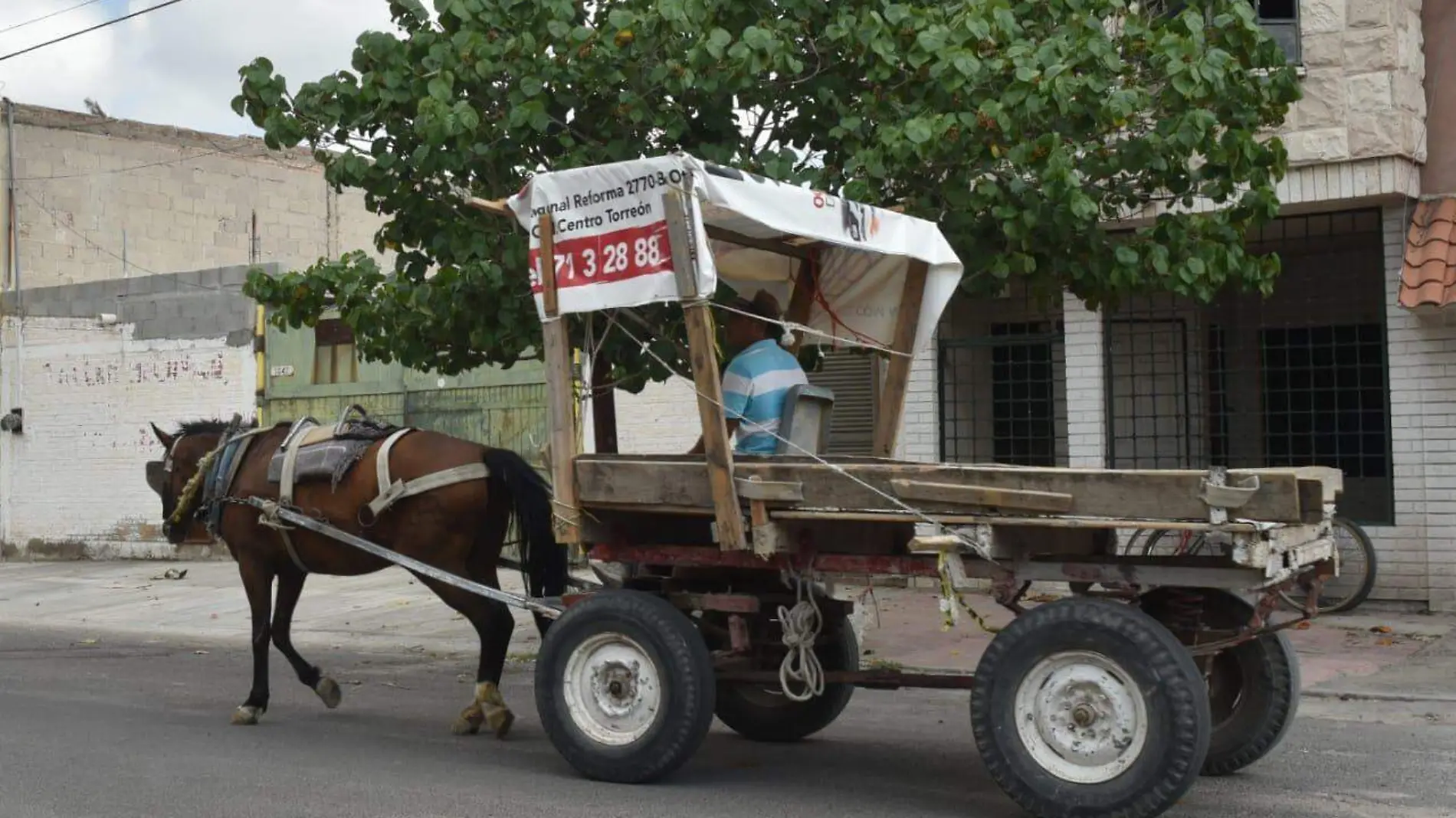 07 Decomisará Municipio vehículos a carromateros que ensucien la ciudad2